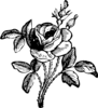 Drawing Of A Rose Clip Art